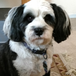 jim ringel dog rascal